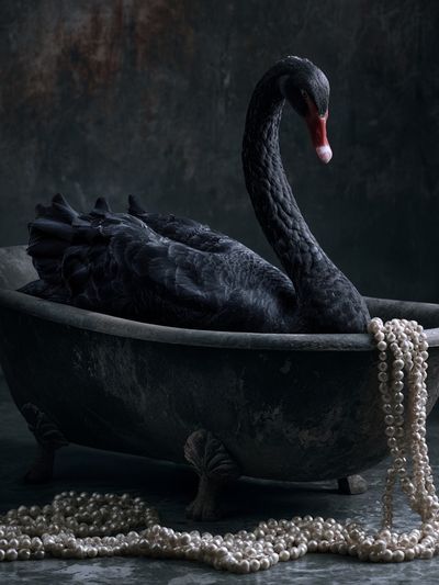 Black Swan Pearl Bath Poster. poster