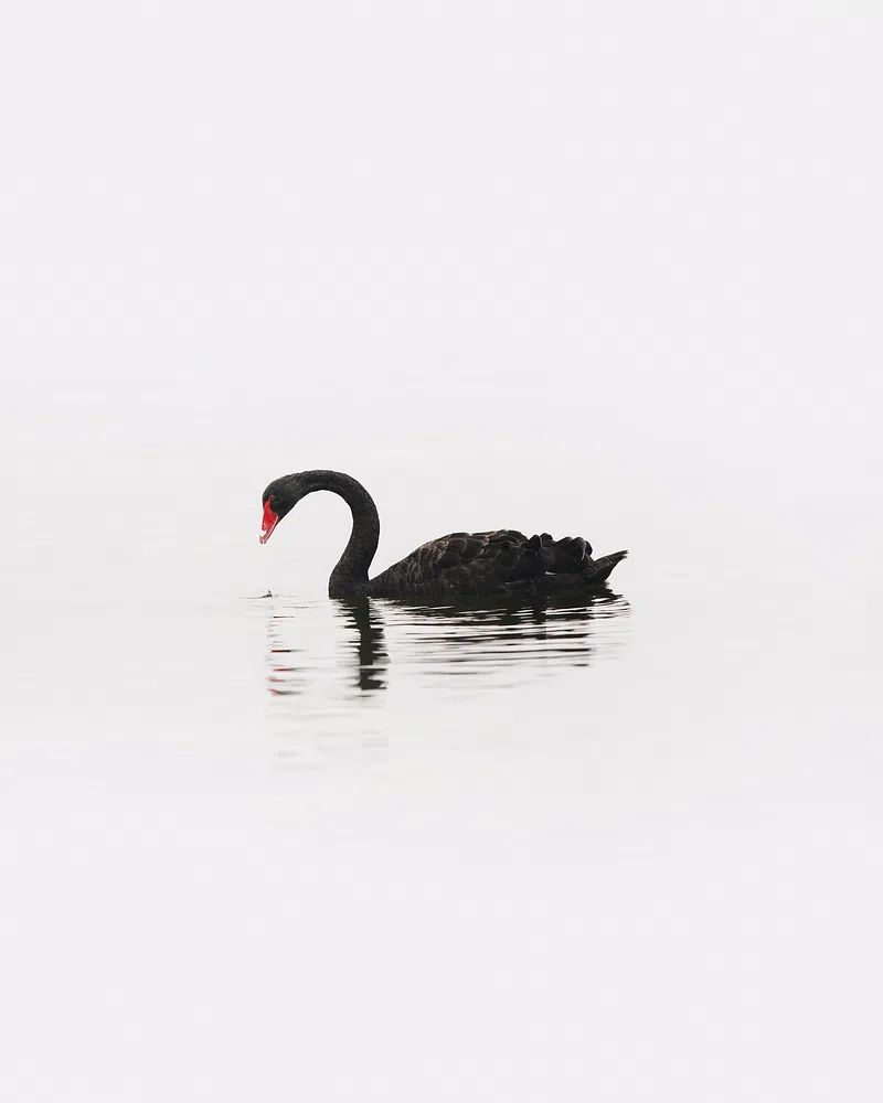 Black Swan Minimalist Photography Poster. poster detail
