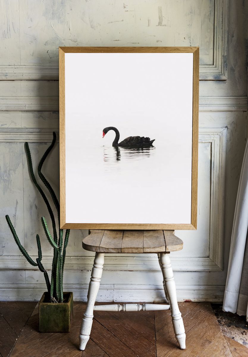 Black Swan Minimalist Photography Poster. — room view 1