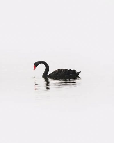 Black Swan Minimalist Photography Poster. poster