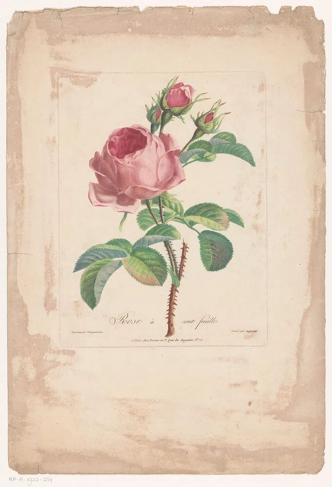 Rose à Cent Feuilles — Botanical Print. poster — botanical art
