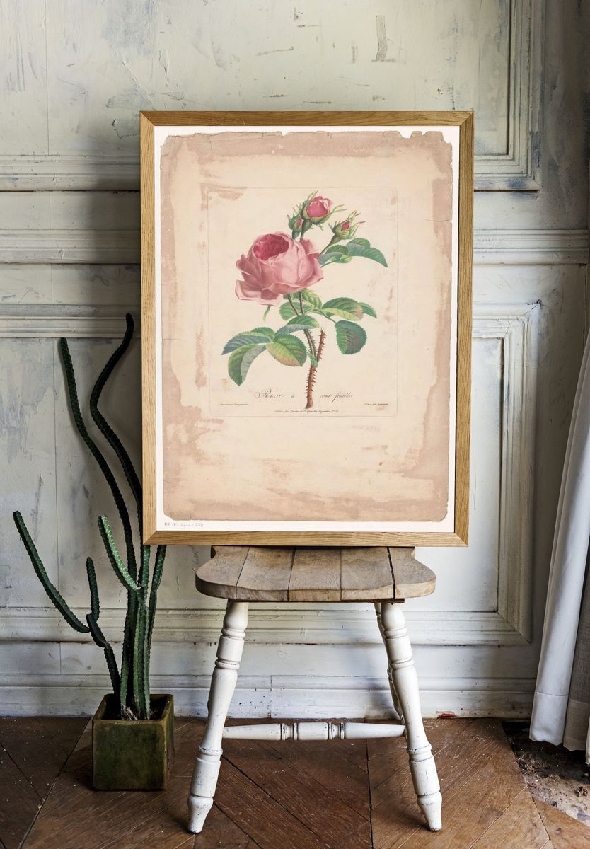 Rose à Cent Feuilles — Botanical Print room preview