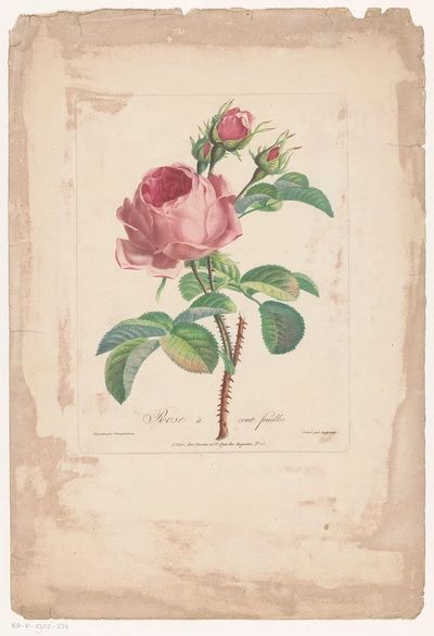 Rose à Cent Feuilles — Botanical Print. poster