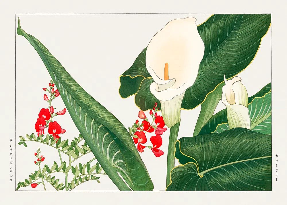 Tropical Botanical Illustration Poster. poster — botanical art