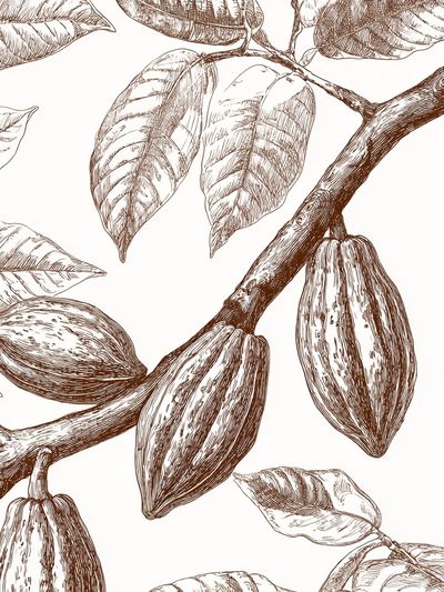 Cocoa Plant Illustration Poster. poster print