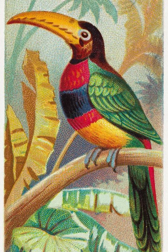 The Banded Araçari Toucan — Vintage Print. poster — vintage art