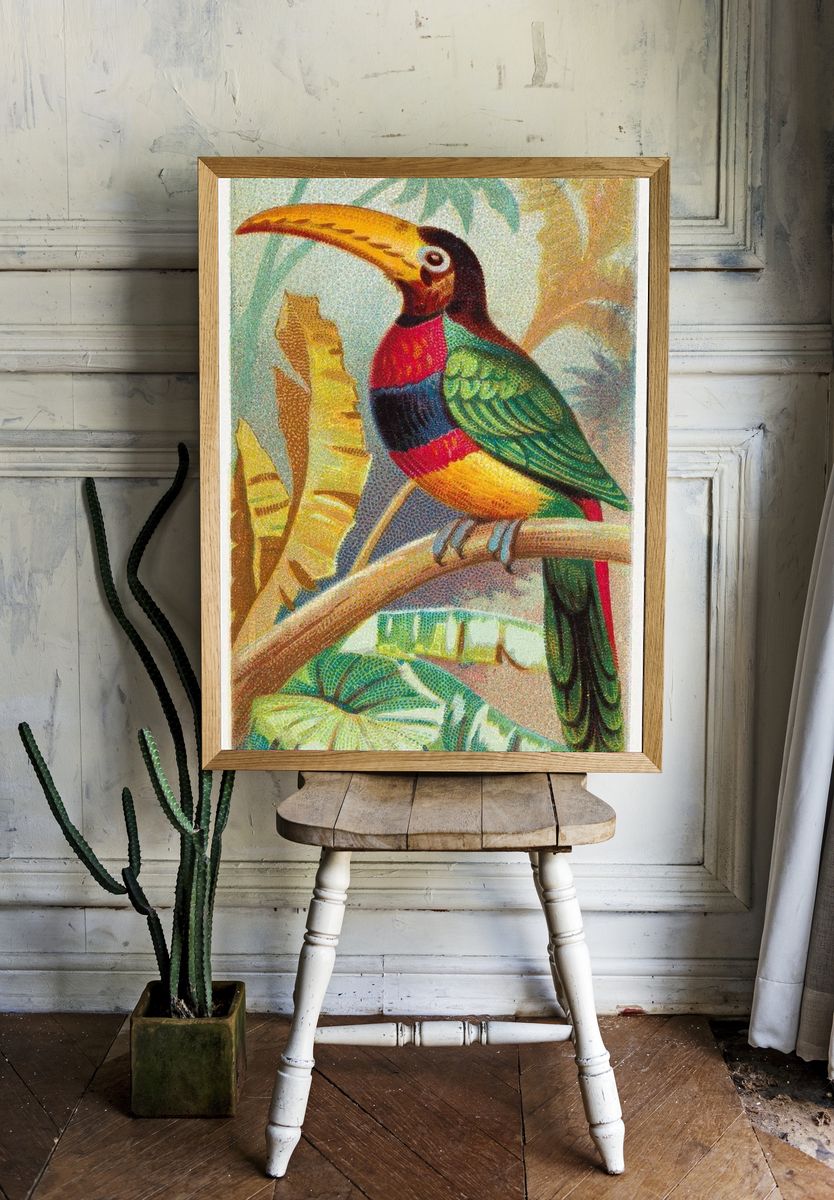 The Banded Araçari Toucan — Vintage Print room preview