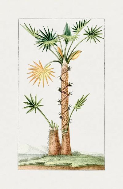 Tropical Palm Tree Botanical Print. poster
