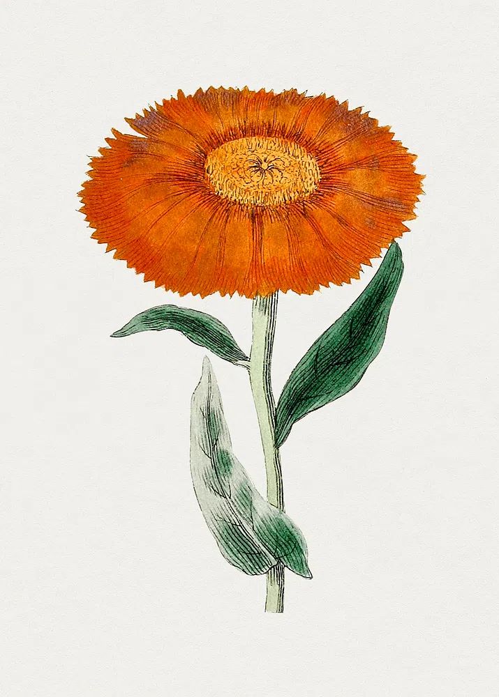 Orange Flower Botanical Poster. poster — botanical art
