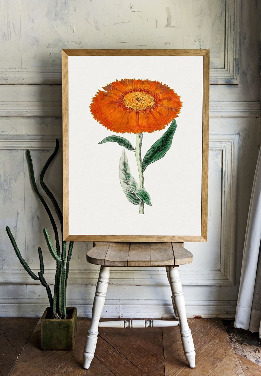 Orange Flower Botanical Poster. — room view 1
