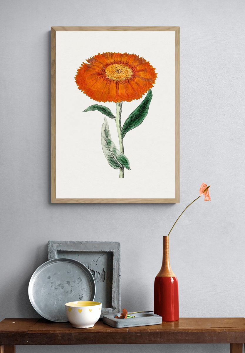 Orange Flower Botanical Poster. — room view 3