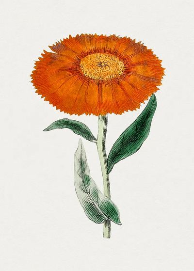 Orange Flower Botanical Poster. poster print