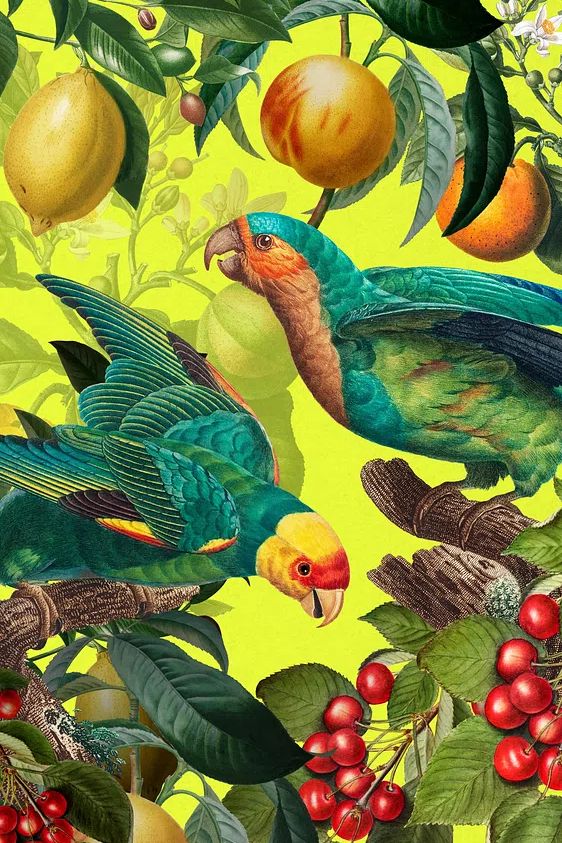 Tropical Parrots and Fruits — Botanical Print. poster — botanical art