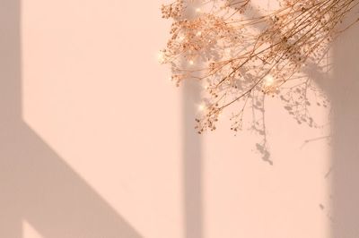 Delicate Dried Flowers — Minimalist Print. poster print