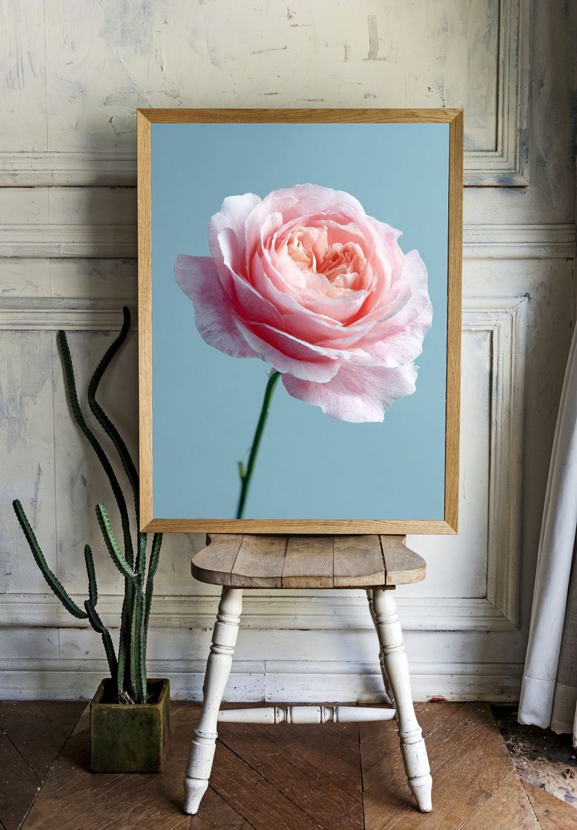 Pink Rose — Botanical Print room preview