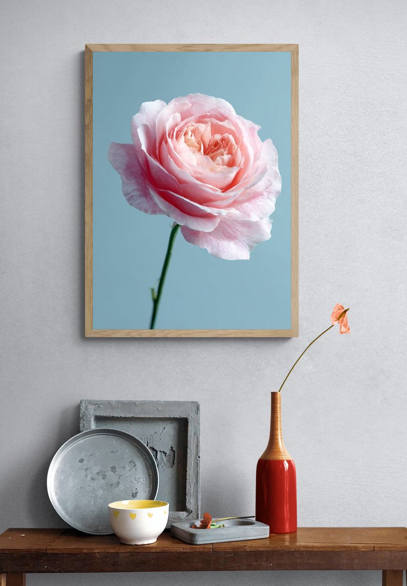 Pink Rose — Botanical Print. — room view 3