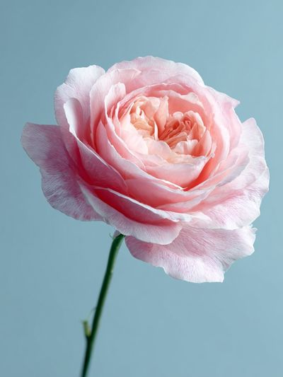 Pink Rose — Botanical Print. poster print