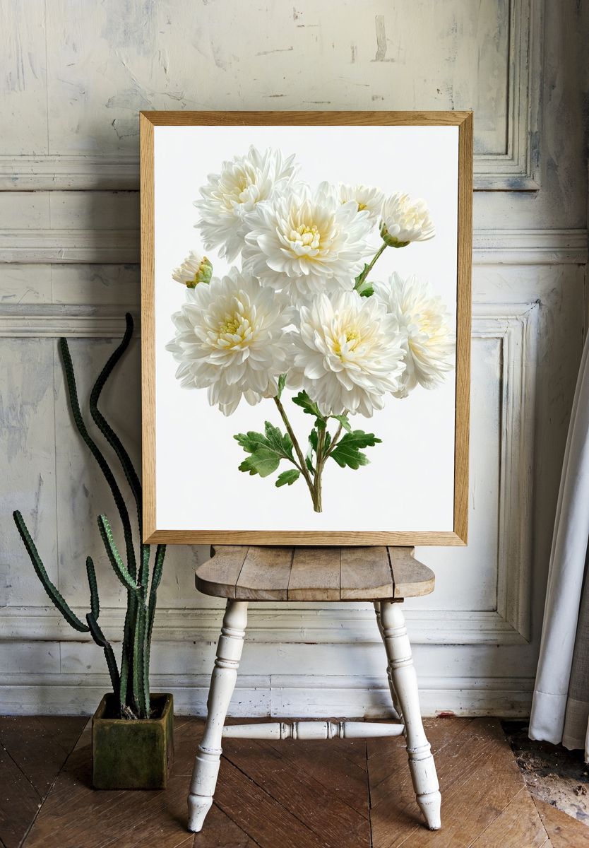 White Chrysanthemum Botanical Poster room preview