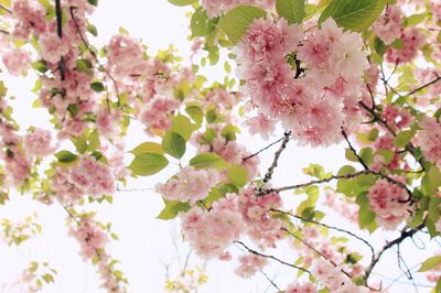 Cherry Blossom Branch — Botanical Print. poster print