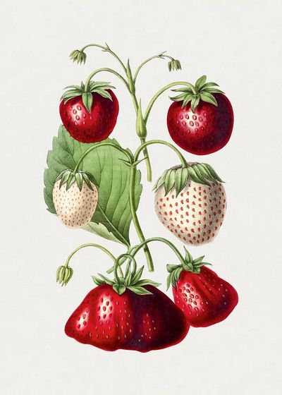Strawberry Botanical Print. poster print