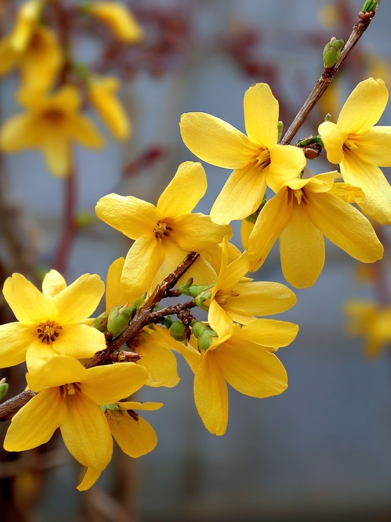 Yellow Forsythia Flowers — Botanical Print. poster detail