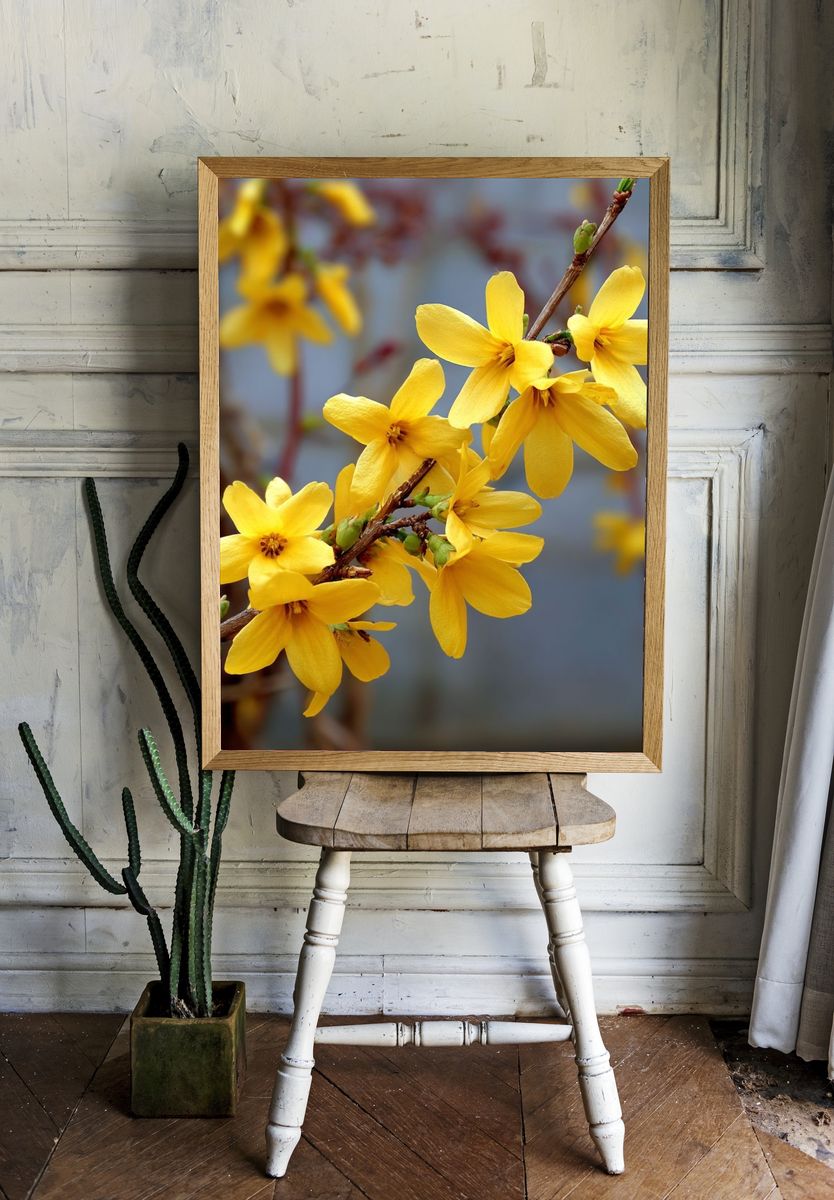 Yellow Forsythia Flowers — Botanical Print room preview