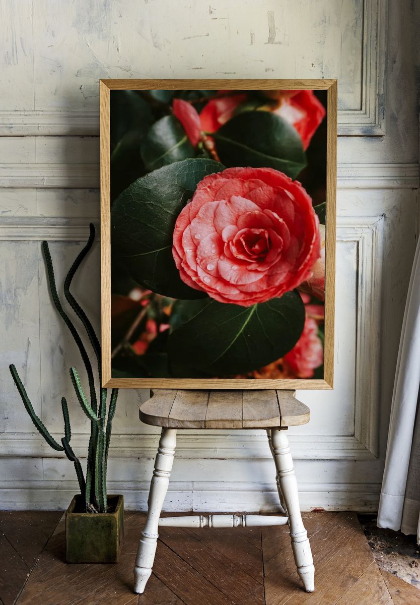 Pink Camellia Flower — Botanical Print room preview