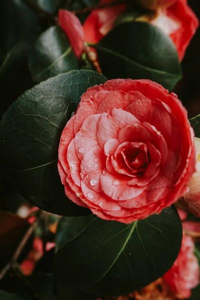 Pink Camellia Flower — Botanical Print. poster print