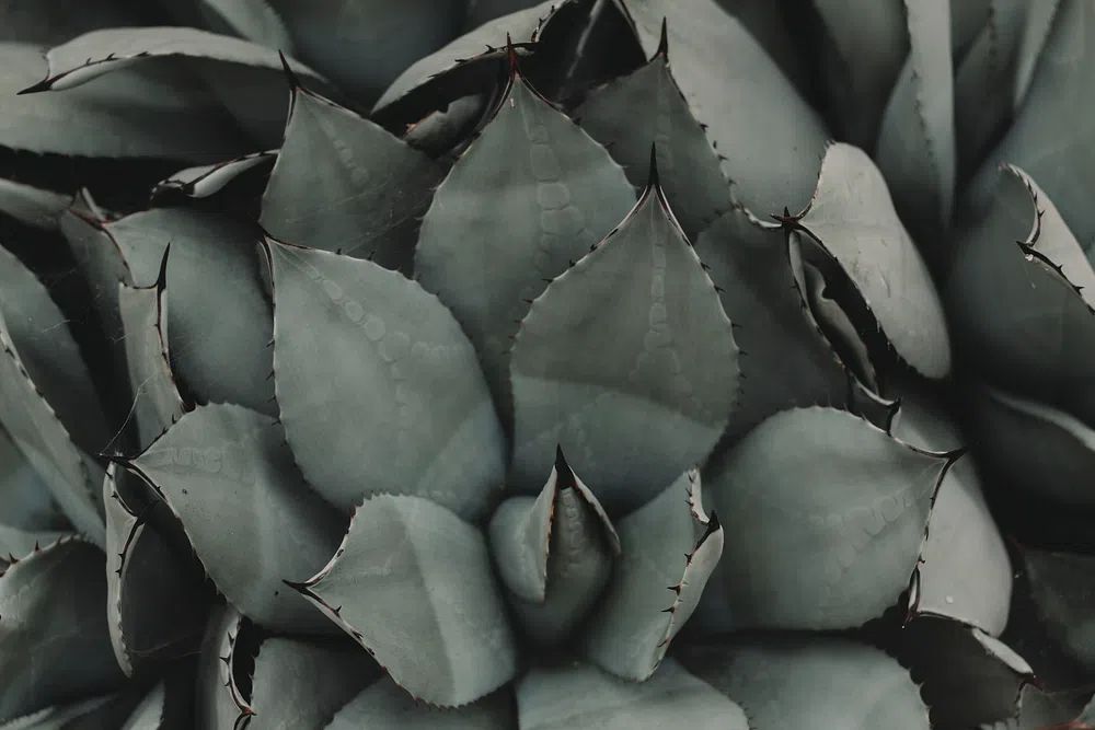 Succulent Leaves — Botanical Print. poster detail