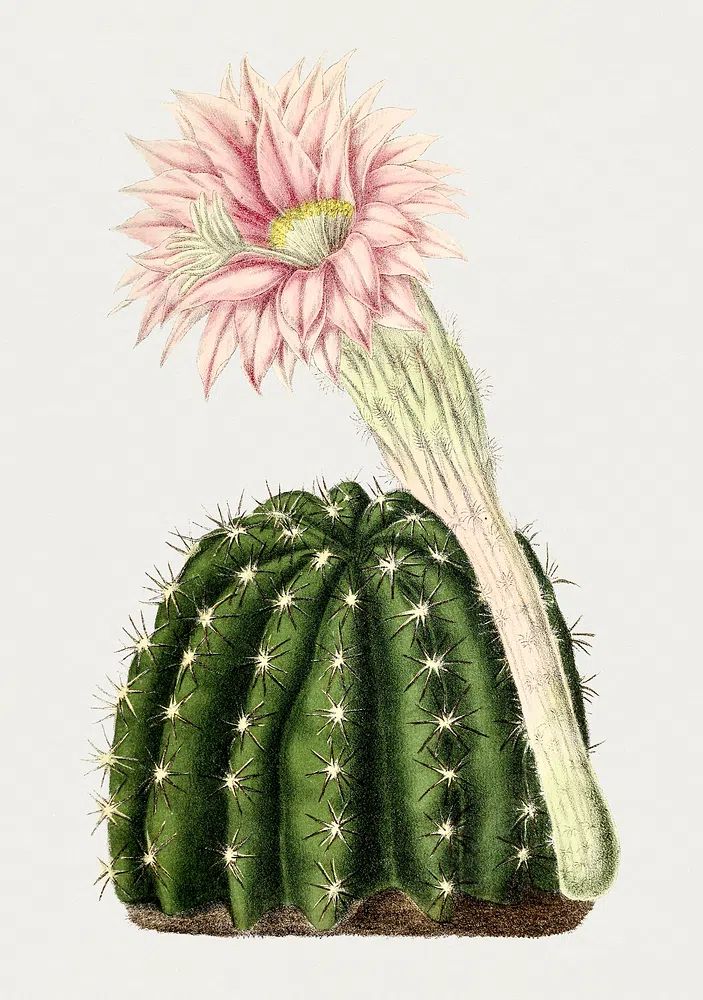 Cactus Flower Botanical Print. poster detail