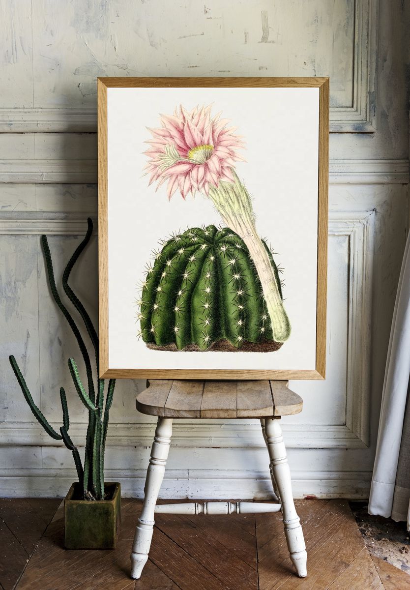 Cactus Flower Botanical Print room preview