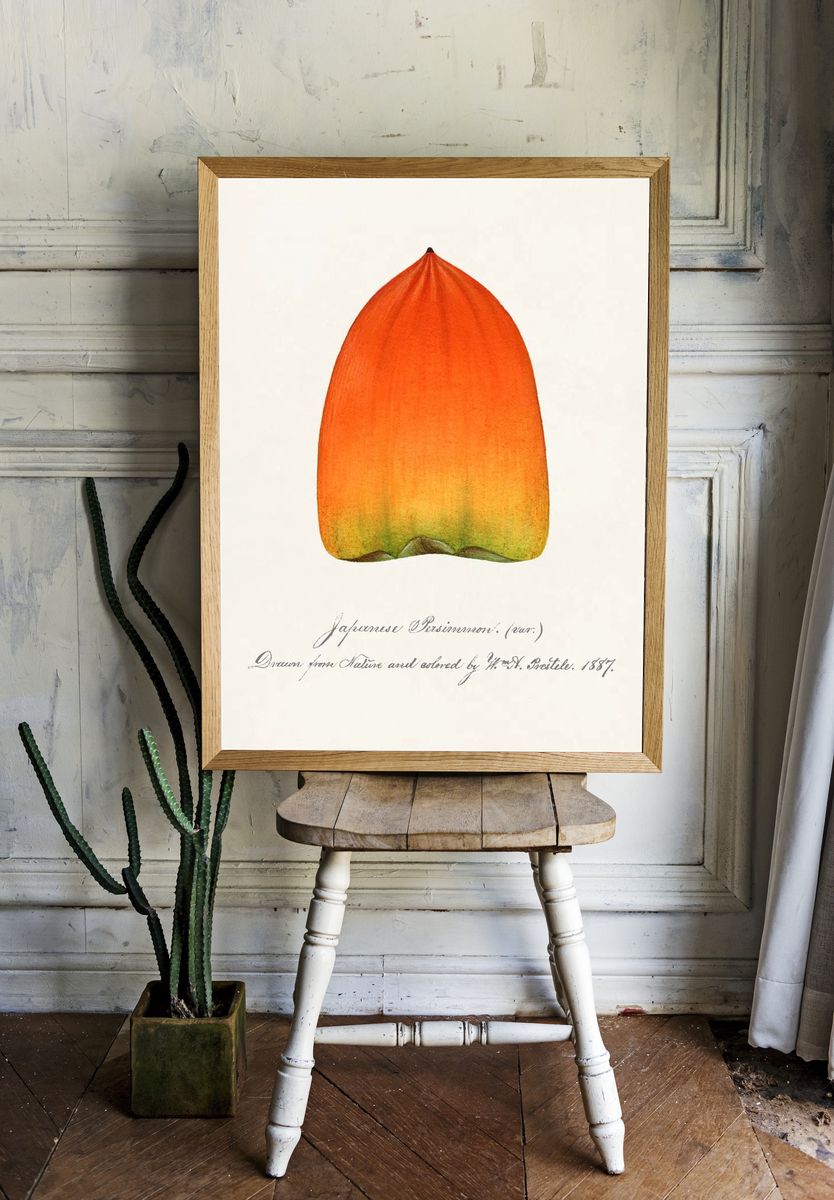 Japanese Persimmon Botanical Print. — room view 1