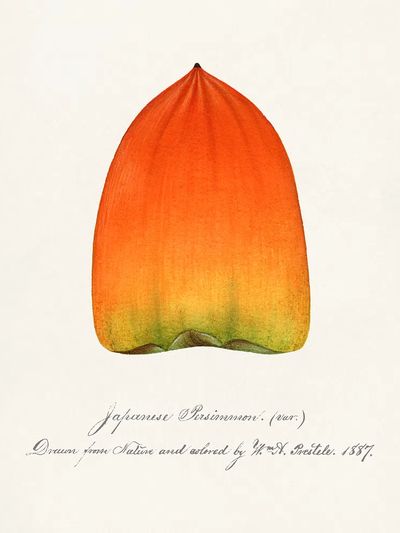 Japanese Persimmon Botanical Print. poster print