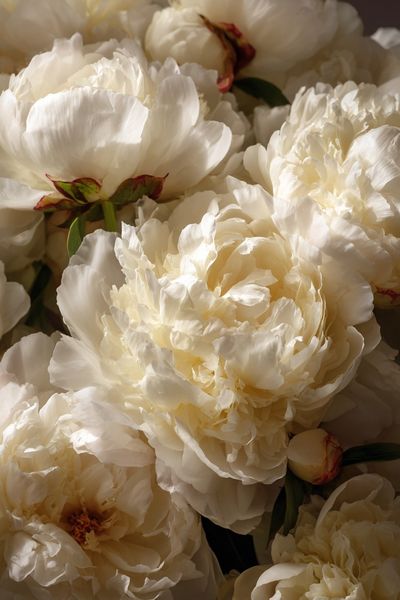 White Peonies — Botanical Print. poster print