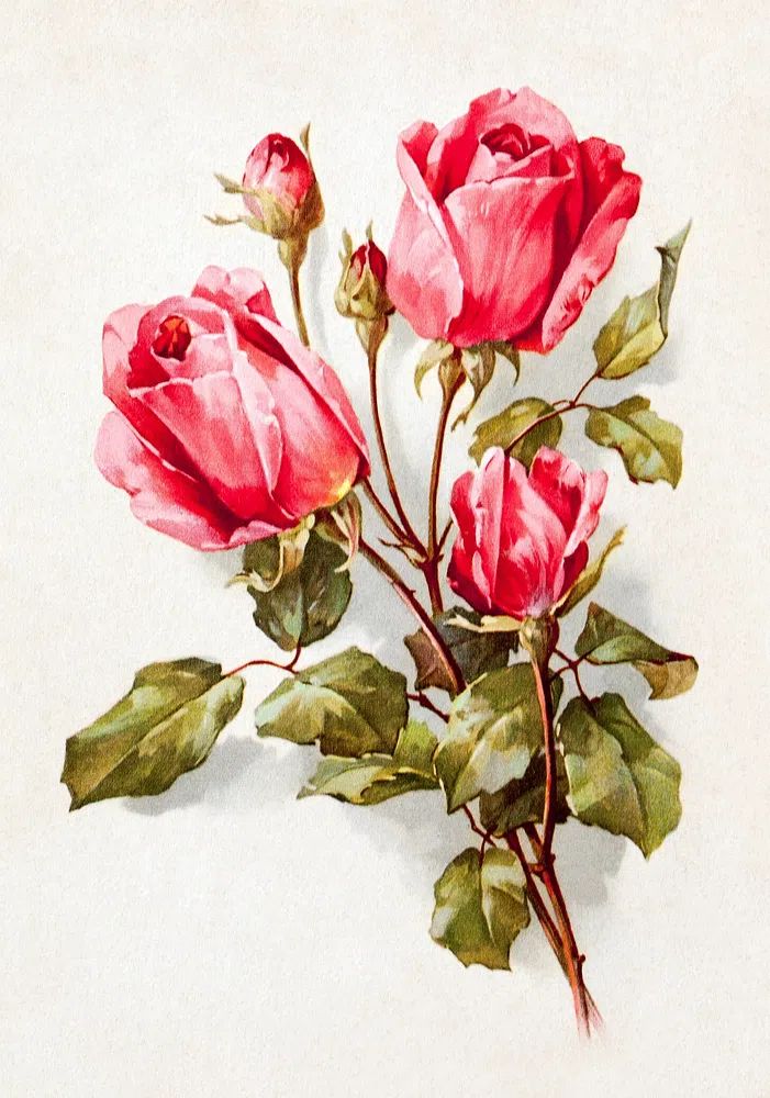 Pink Roses — Vintage Print. poster — botanical art