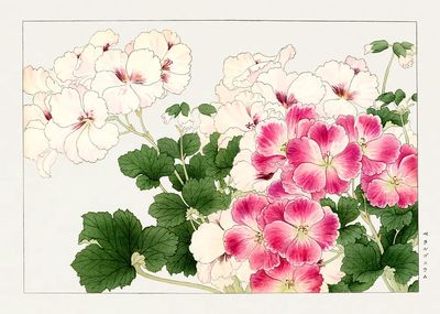 Geraniums Botanical Print. poster print