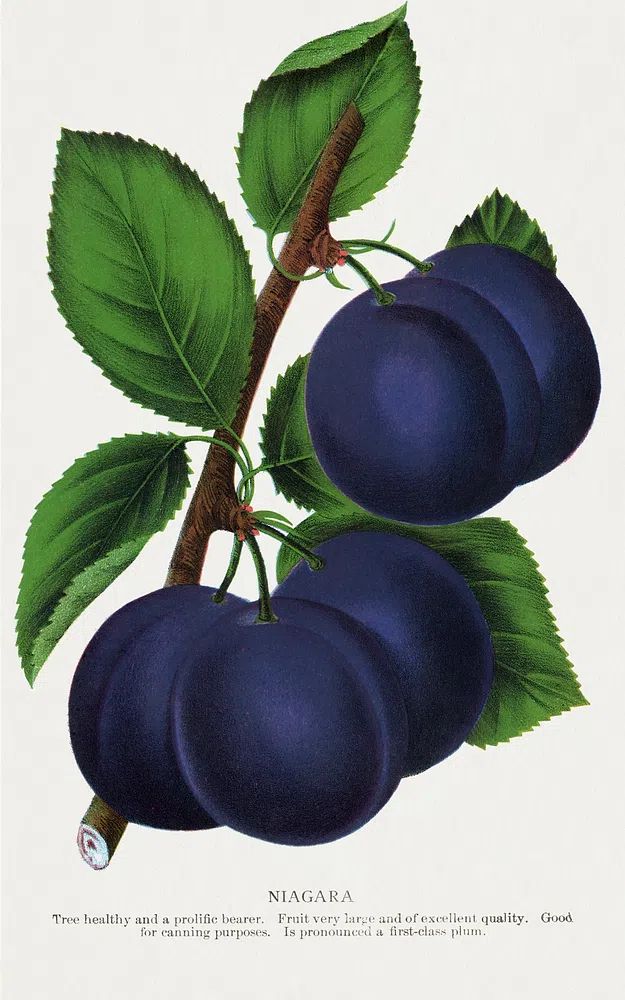 Niagara Plums Botanical Print. poster — botanical art