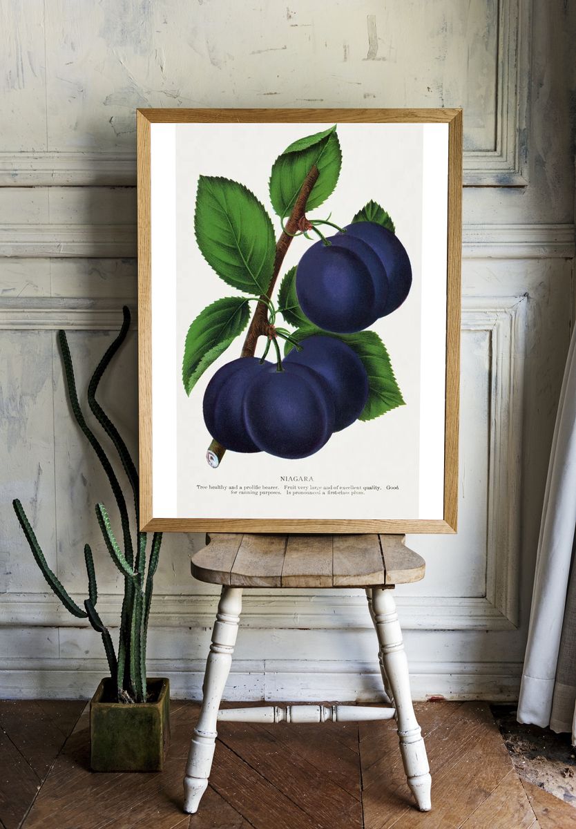 Niagara Plums Botanical Print room preview