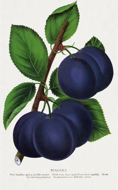 Niagara Plums Botanical Print. poster