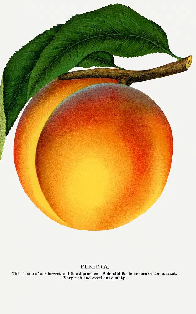 Elberta Peach Botanical Print. poster — botanical art