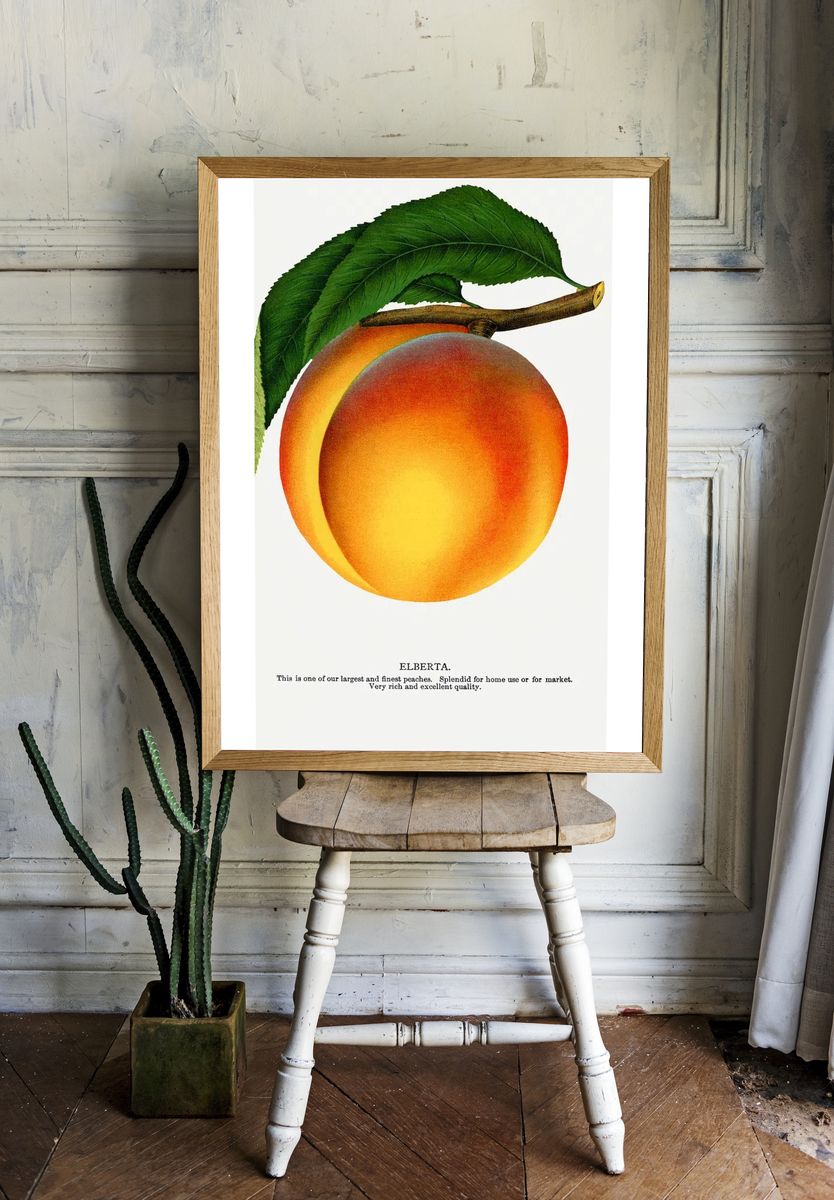 Elberta Peach Botanical Print room preview