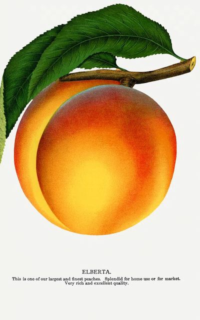 Elberta Peach Botanical Print. poster