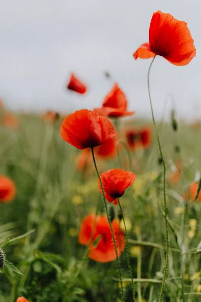 Vibrant Red Poppies — Botanical Print. poster
