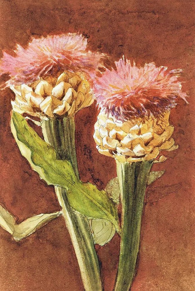 Pink Flower Watercolor Poster. poster — botanical art