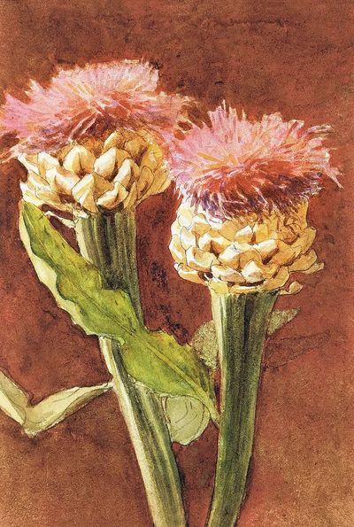 Pink Flower Watercolor Poster. poster print