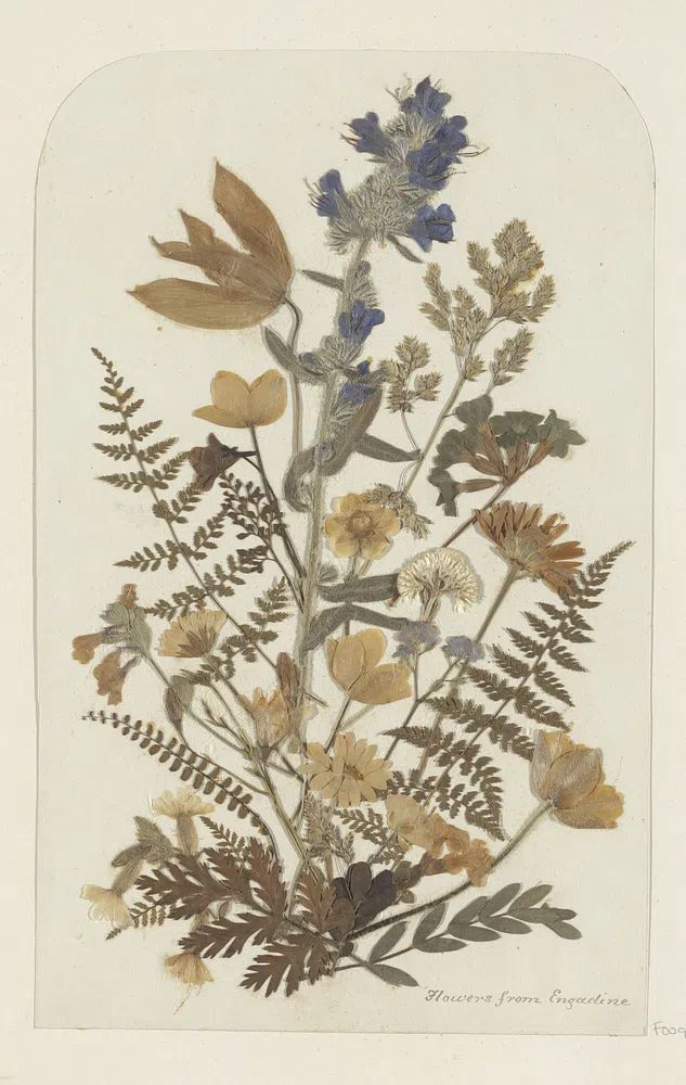 Dried Flowers from Engadine — Botanical Print. poster — botanical art