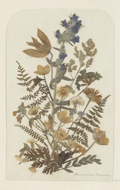 Dried Flowers from Engadine — Botanical Print. poster print