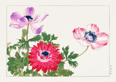 Anemone Flowers — Watercolor Print. poster print