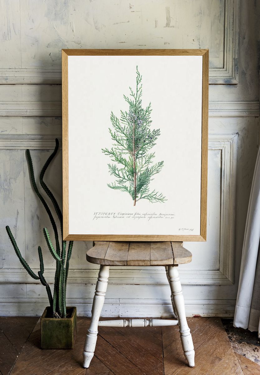 Juniperus Virginia — Botanical Print. — room view 1