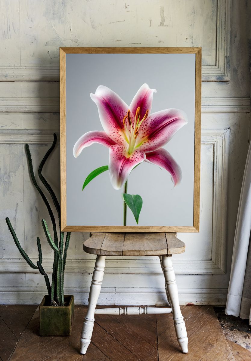 Pink Lily Botanical Poster. — room view 1
